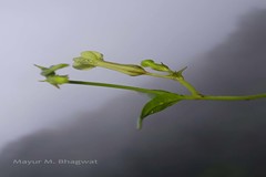 Ceropegia santapaui